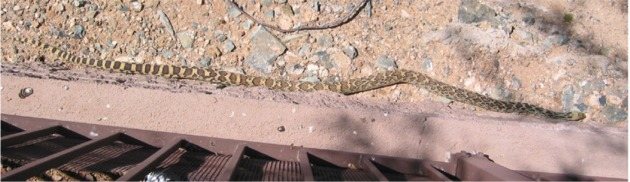 2005916121435_snake3.jpg