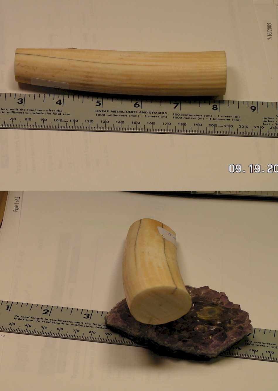 200591921753_ivoryhippotusk.jpg