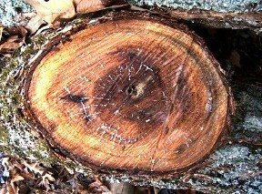 2006103122043_elm%20log.jpg
