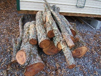 2006103122119_elm%20wood%20pile.jpg