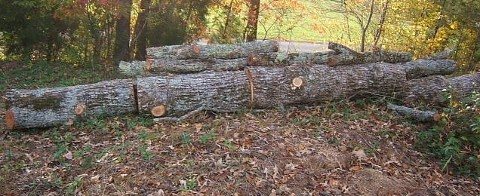 2006103122334_elm%20tree.jpg