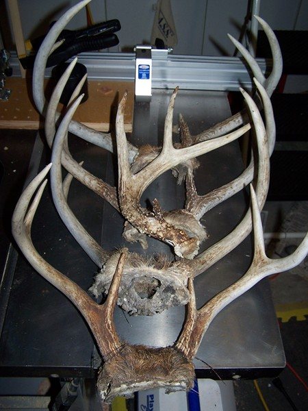 20061120253_Antler.jpg