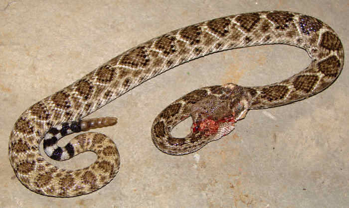 200611280159_snake.jpg