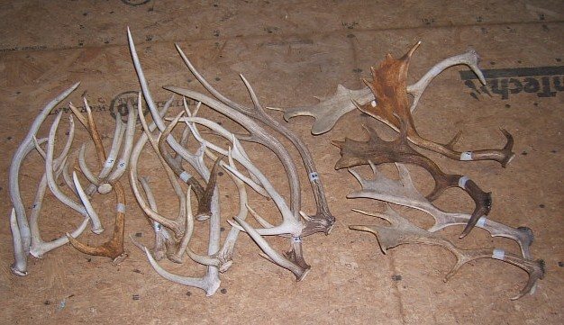 2006112841746_Deer%20horns.jpg