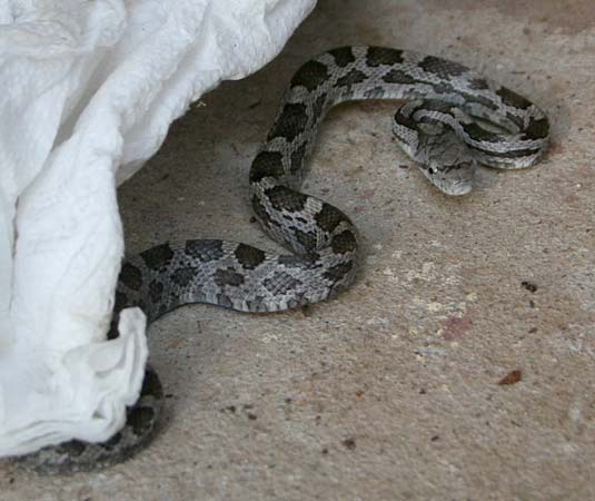 20061130133811_rat_snake.jpg