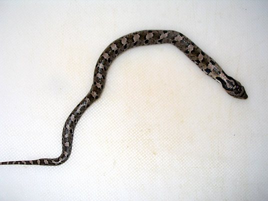 200611302301_snake.jpg