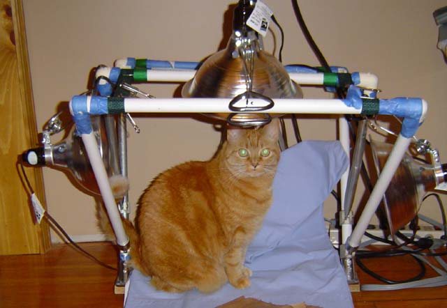 2006115205730_cat.jpg