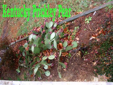 200612140133_pear2.jpg
