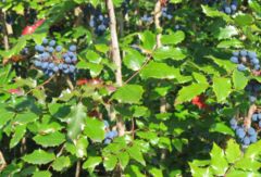 20061215182127_240px-Mahonia_aquifolium.jpg