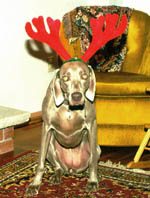 200612211493_caseyxmas.jpg