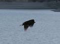 2006122920307_eaglefly.jpg
