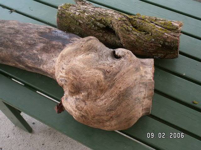 2006211183320_Elm%20Burl.jpg