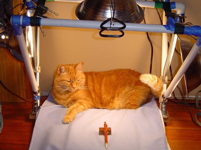 200621203531_catandpen2.jpg