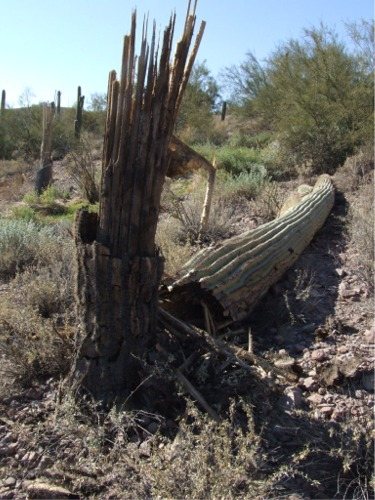 200621222108_down_cactus.jpg