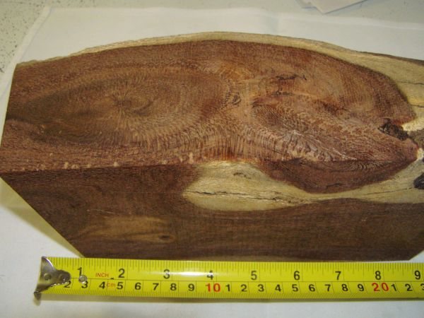 20062242358_beefwood%20crotch.jpg