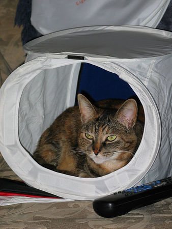 2006227234036_TabbyInLightTent.jpg