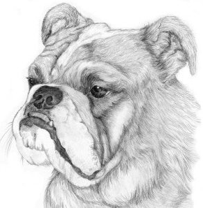 2006231957_bulldogCrop.jpg