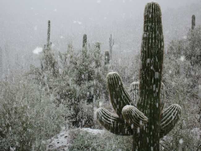 2006311171620_snow_cactus.jpg
