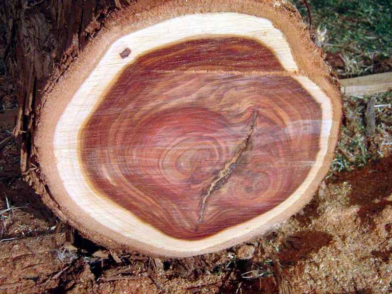 20063195148_Eucalyptus%20005.jpg