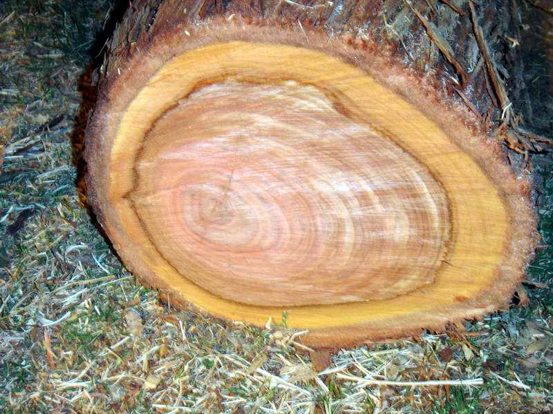 2006319524_Eucalyptus%20007.jpg