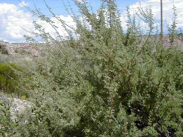 200636172020_catclaw2.jpg