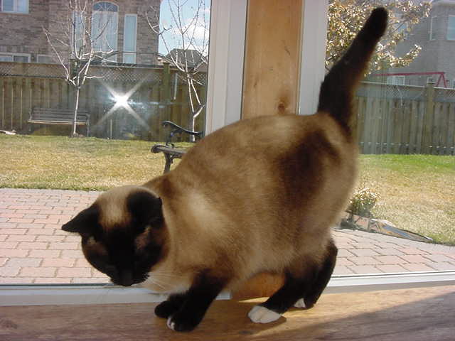 200649163249_greywolf.jpg