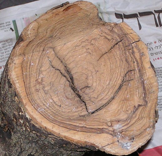 200661515104_OliveWood2.jpg