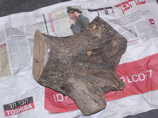 200661515628_OliveWood.jpg