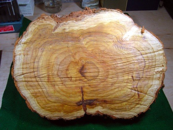 200662001321_burl2.jpg