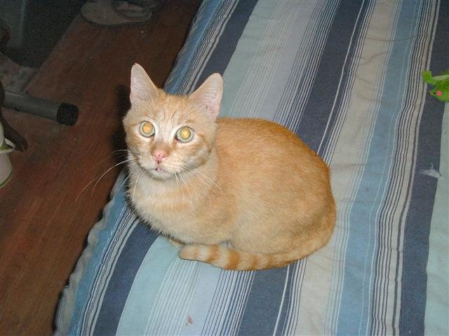 200662195557_cats%20002.jpg