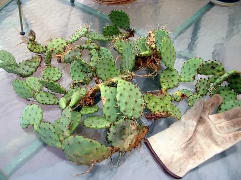 200671322435_cactus-1.jpg