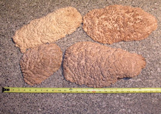 2006727224_malleeburl1.jpg