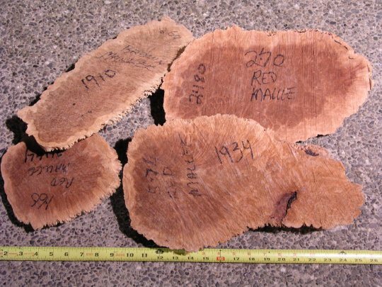 200672724_malleeburl2.jpg