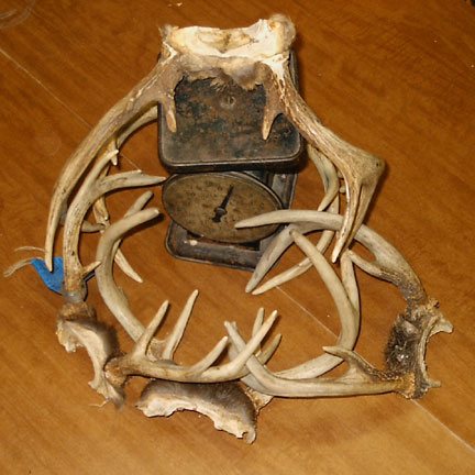 20067293137_ANTLER.jpg