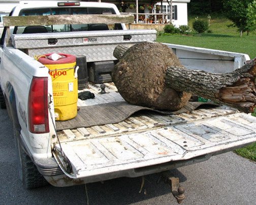 200675235915_burl11.jpg