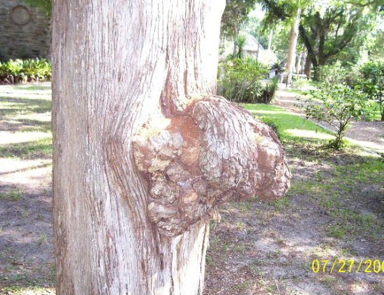 20068123501_Burl.jpg