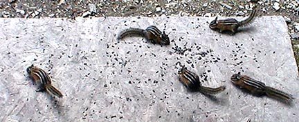 2006817225847_chipmunks.jpg