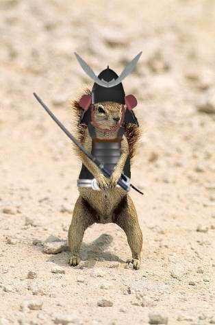 200681723052_Samuraisquirrel56456-772155.jpg