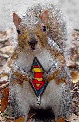 2006818222615_SuperSquirrel.jpg