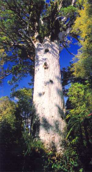 200682142733_kauri%20tane%20mahuta.jpg