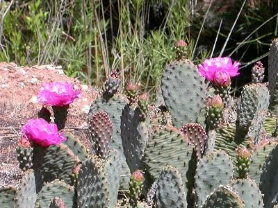 200682221133_PRICKLEY.jpg