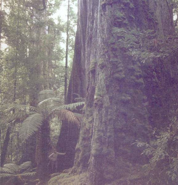 200682234643_styxtree.jpg