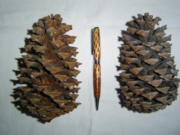 20068734213_pine%20cones.jpg