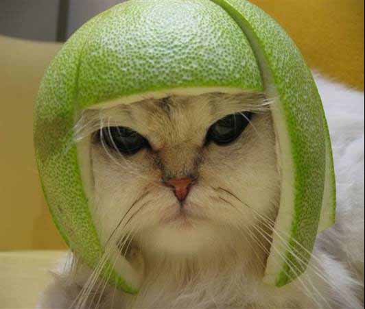 2006929133023_limecat.jpg