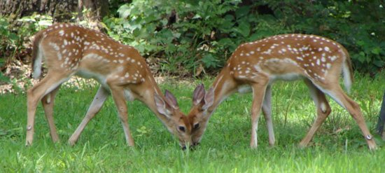 2007102214715_fawns.jpg