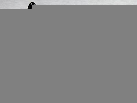 20071111205420_Herald2.jpg