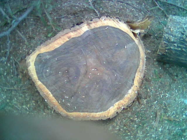 200711131025_mesquite%201.jpg