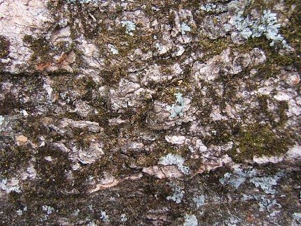 2007113222925_bark01.jpg