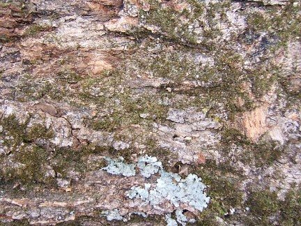 2007113223444_bark04.jpg