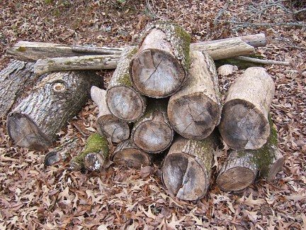 2007113223815_oldwood1.jpg